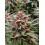 Runz Auto BARNEY´S FARM