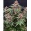 Runz Auto BARNEY´S FARM
