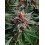 Runz Auto BARNEY´S FARM