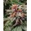 Runz Auto BARNEY´S FARM