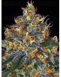 Moby Dick Auto BARNEY´S FARM