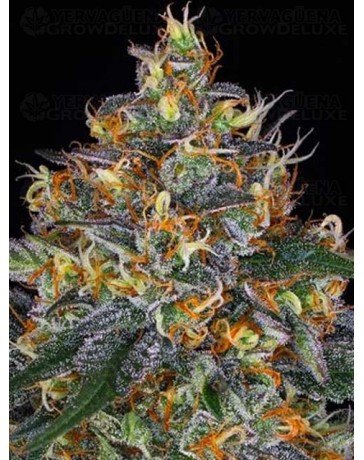 Moby Dick Auto BARNEY´S FARM