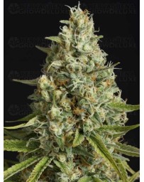 Amnesia Lemon SILENT SEEDS