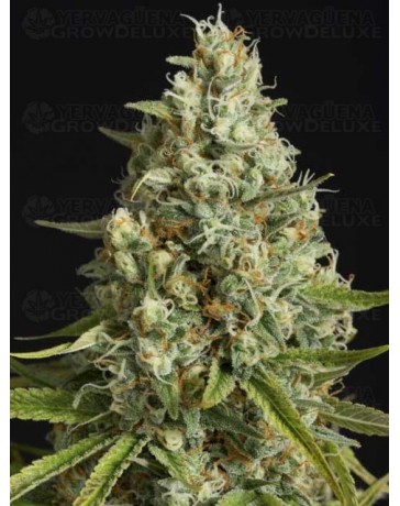 Amnesia Lemon SILENT SEEDS