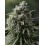 Critical + 2.0 SILENT SEEDS