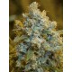 Critical Jack SILENT SEEDS