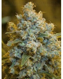 Critical Jack SILENT SEEDS