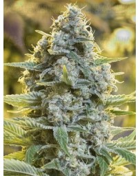 Moby Dick SILENT SEEDS