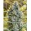 Moby Dick SILENT SEEDS