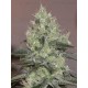 Orignal Amnesia SILENT SEEDS