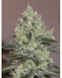 Orignal Amnesia SILENT SEEDS