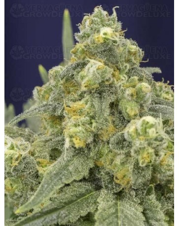 White Widow SILENT SEEDS