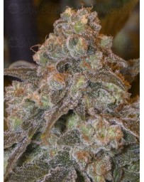 Gorilla Frost SILENT SEEDS