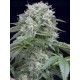 Starfire OG SILENT SEEDS