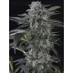 Moby Dick Auto SILENT SEEDS