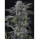 Moby Dick Auto SILENT SEEDS
