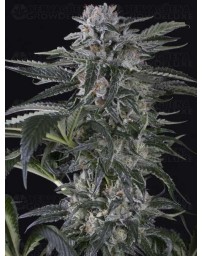 Moby Dick Auto SILENT SEEDS
