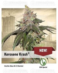 Kerosene Krash DUTCH PASSION