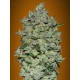 Auto Biodiesel Mass Advanced Seeds