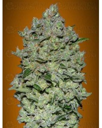 Auto Biodiesel Mass Advanced Seeds