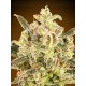 Auto Biodiesel Mass XXL ADVANCED SEEDS