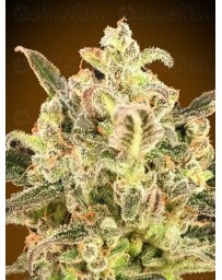 Auto Biodiesel Mass XXL ADVANCED SEEDS