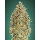 Auto Gorilla Blue Advanced Seeds Autofloreciente