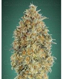 Auto Gorilla Blue ADVANCED SEEDS