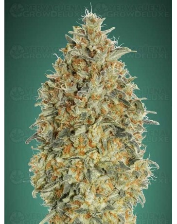 Auto Gorilla Blue Advanced Seeds Autofloreciente