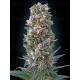 Auto Heavy Bud ADVANCED SEEDS