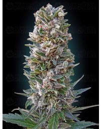 Auto Heavy Bud ADVANCED SEEDS