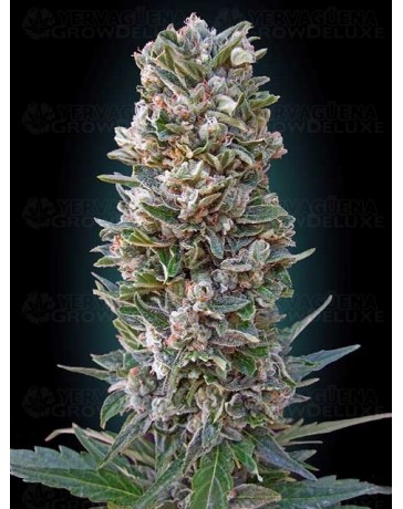 Auto Heavy Bud ADVANCED SEEDS