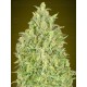 Auto Pineapple Glue Advanced Seeds Autofloreciente