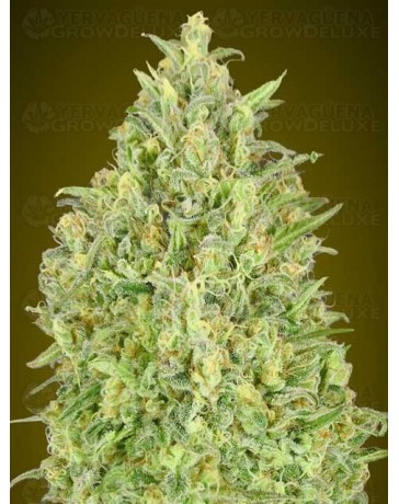 Auto Pineapple Glue Advanced Seeds Autofloreciente