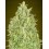 Auto Pineapple Glue Advanced Seeds Autofloreciente