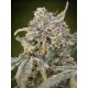 Auto Somango Glue ADVANCED SEEDS