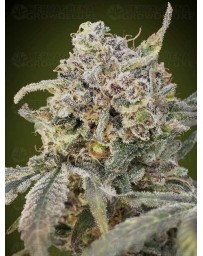 Auto Somango Glue ADVANCED SEEDS