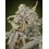 Auto Somango Glue ADVANCED SEEDS