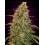 Auto Zkittlez ADVANCED SEEDS