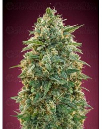 Amnesia ADVANCED SEEDS