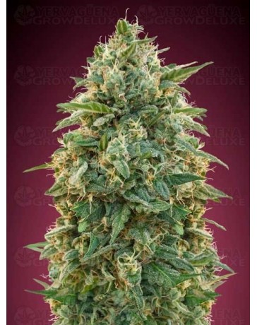 Amnesia Advanced Seeds