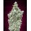 Cherry Pie ADVANCED SEEDS