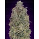 Critical Purple Kush Advanced Seeds