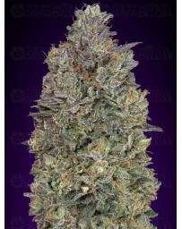 Critical Purple Kush Advanced Seeds