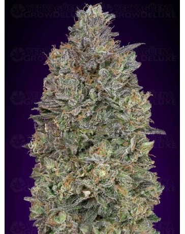 Critical Purple Kush Advanced Seeds