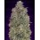Critical Purple Kush Advanced Seeds