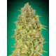 Skunk 47 Advanced Seeds