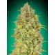 Skunk 47 Advanced Seeds