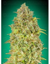 Skunk 47 Advanced Seeds