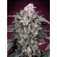 Slurricane ADVANCED SEEDS